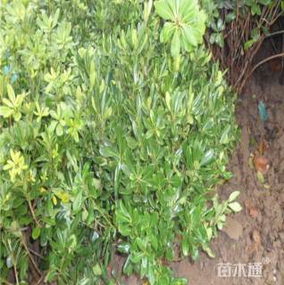 高度80厘米九里香球