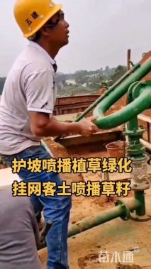 盐肤木种子