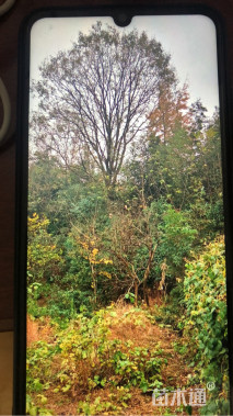 38公分金叶皂荚