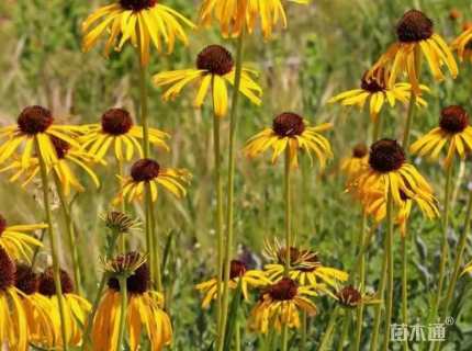 草原松果菊种子松果菊种子