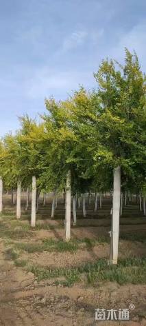 8公分金枝龙爪槐