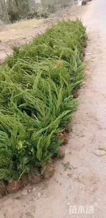 高度30厘米小龙柏