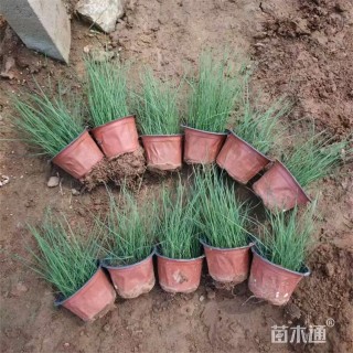 高度30厘米粉黛乱子草