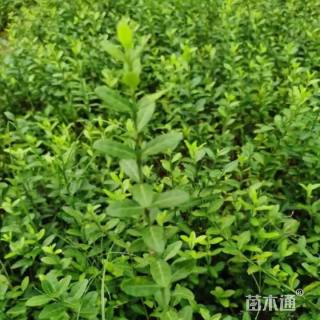 30厘米扶芳藤