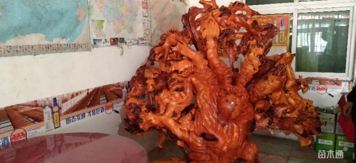 150公分造型红花继木桩