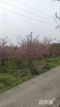 5公分垂丝海棠