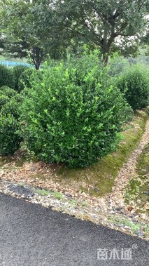 冠幅100厘米大叶黄杨球