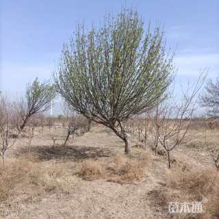 高度300厘米造型八棱海棠