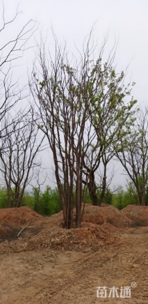 70公分(5杆)丛生朴树