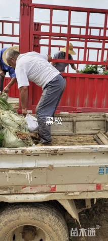 高度50厘米黑松小苗