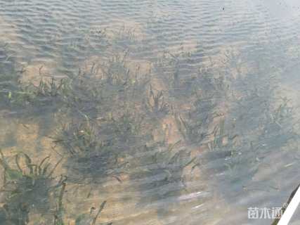 高度15厘米苦草