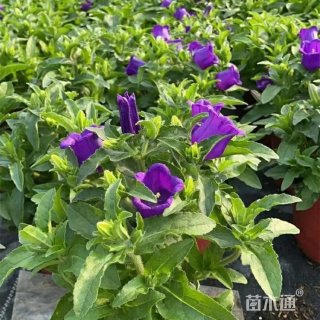 高度35厘米风铃草