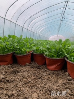 高度10厘米大滨菊