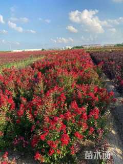 0.8公分红火箭紫薇