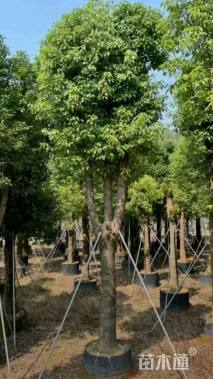 20公分香樟