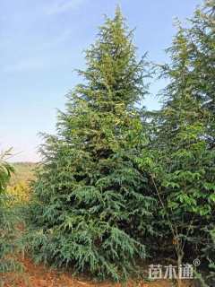 高度600厘米雪松