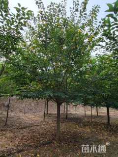 10公分染井吉野樱