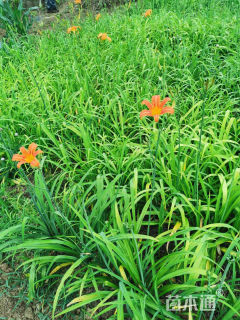 高度45厘米鸢尾