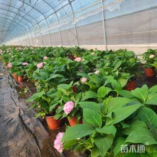 高度45厘米绣球