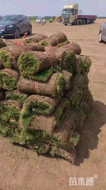 草卷状百慕大草