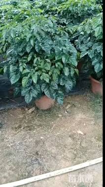 100公分海南菜豆树