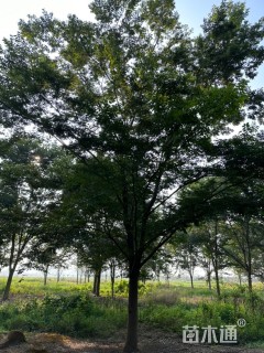 28公分榉树