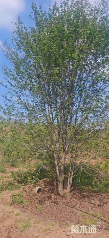 高度500厘米丛生美国红枫