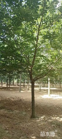 10公分染井吉野樱