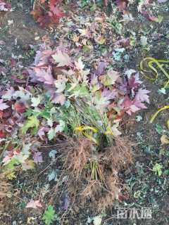 0.3公分美国红枫