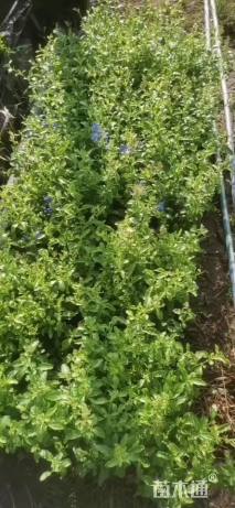 高度25厘米蓝雪花