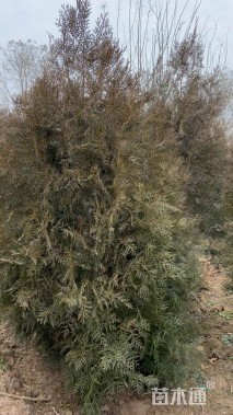 高度180厘米侧柏