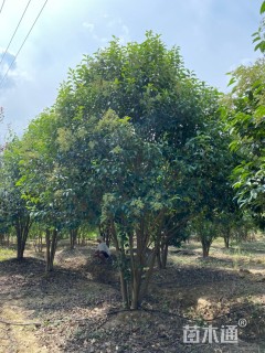 40公分丛生女贞