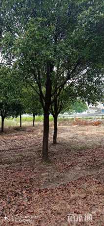 15公分红叶石楠