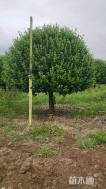 8公分高杆卫矛球