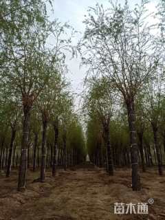 15公分金丝垂柳