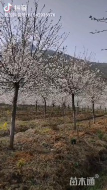 20公分樱花