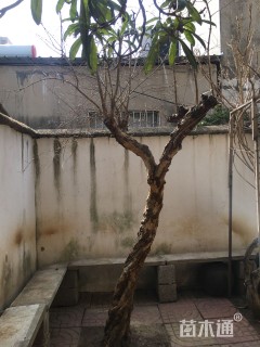 高度400厘米石榴