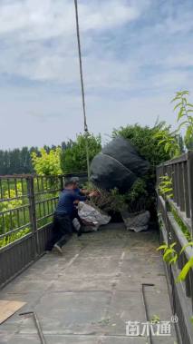 高度200厘米水蜡球