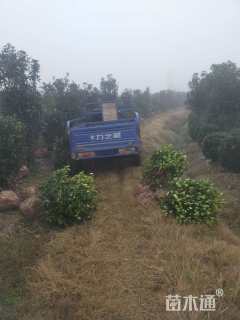 冠幅70厘米金森女贞球