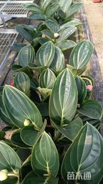 高度50厘米宝莲花