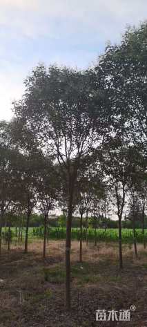 11公分大叶女贞