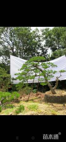 高度300厘米黑松