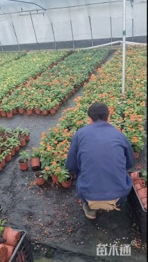 冠幅20厘米五色梅