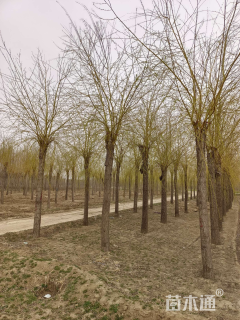 12公分金丝垂柳