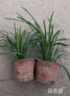 高度15厘米兰花三七草