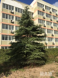 高度800厘米雪松