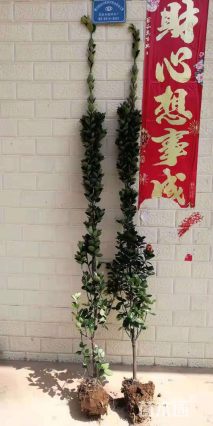 高度60厘米北海道黄杨