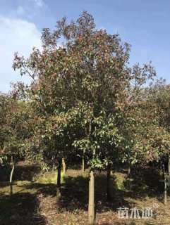 10公分红叶石楠