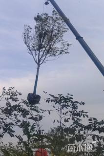 15公分榆树