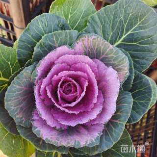 高度20厘米玫瑰